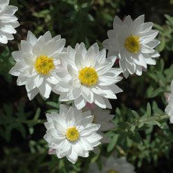 Rhodanthe anthemoides – White Paper Daisy