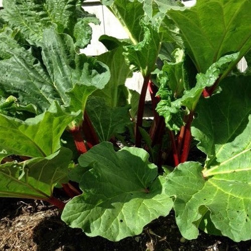 Rheum rhabarbarum (Rhubarb – Claret Cobbler)
