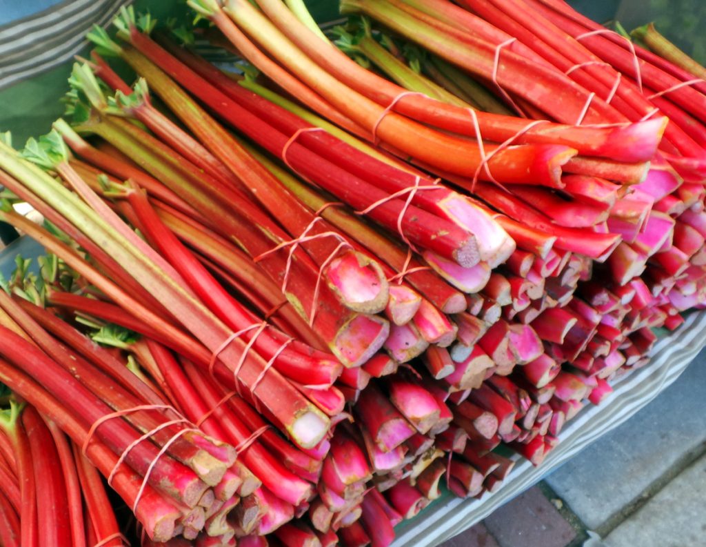 Rheum rhabarbarum (Rhubarb – Claret Cobbler)