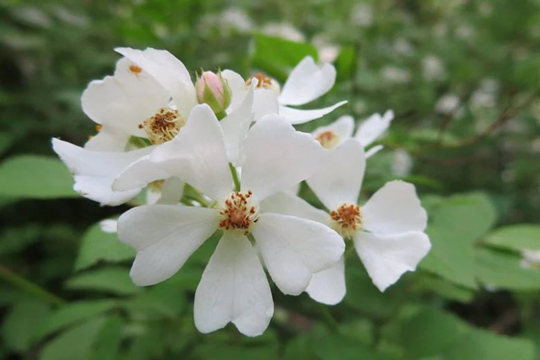 Rosa multiflora Pink (Pink Multiflora Rose)