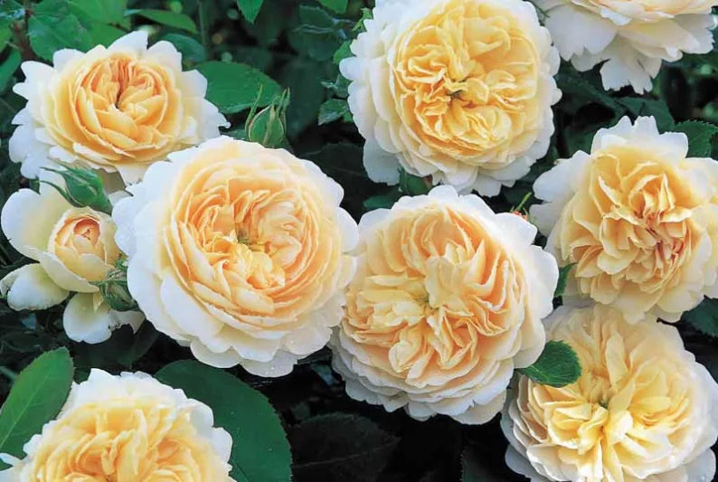 Rosa 'Crocus Rose' (English Shrub Rose)