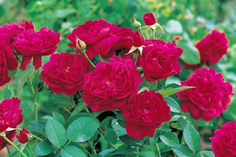 Rosa 'Darcey Bussell' (Darcey Bussell English Rose)