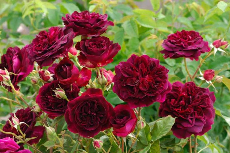 Rosa 'Munstead Wood' (Munstead Wood English Rose)