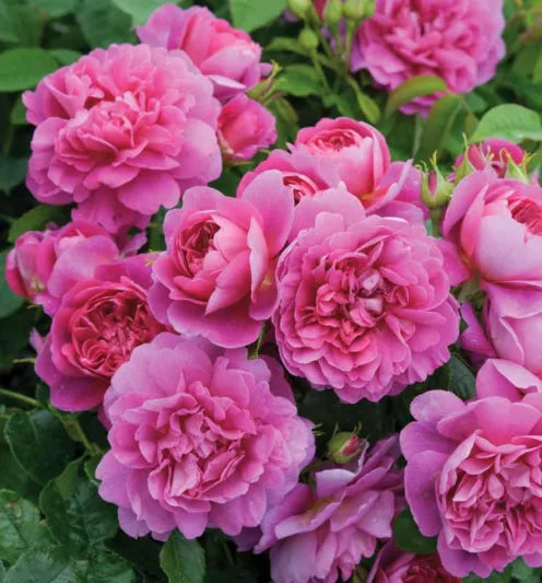 Rosa 'Princess Anne' (Princess Anne English Rose)
