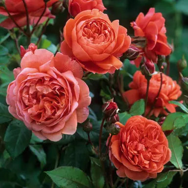 Rosa 'Summer Song' (Summer Song English Rose)