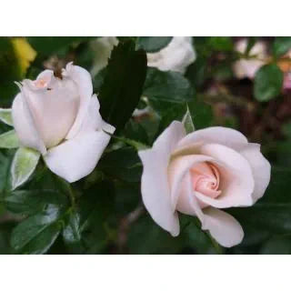 Rosa ‘Aspirin Rose’ (Floribunda Rose)