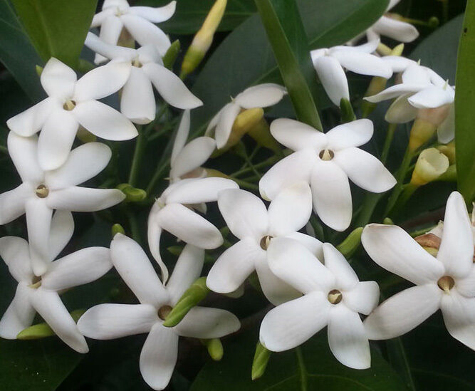 Randia Fitzalanii (Atractocarpus)