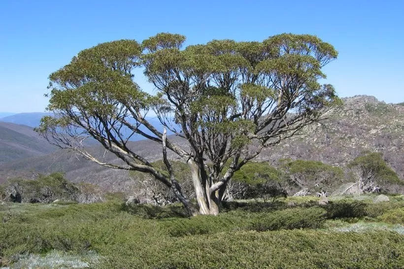 Eucalyptus Amplifolia (Cabbage Gum)