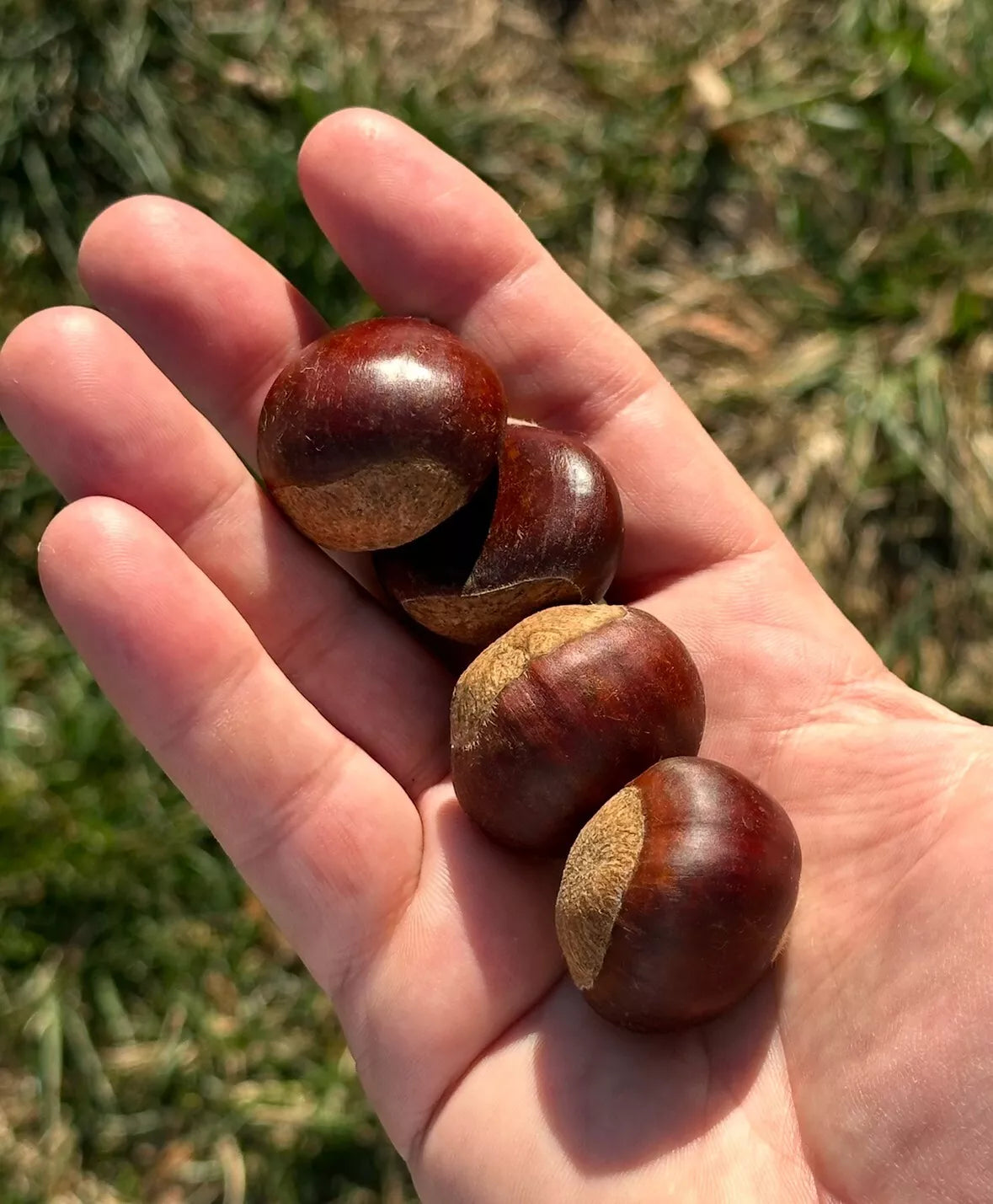 Castanea Mollissima (Chinese Chestnut)
