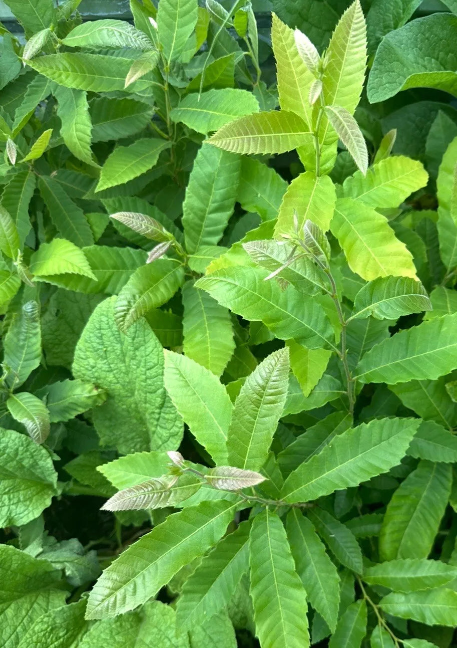 Castanea Mollissima (Chinese Chestnut)