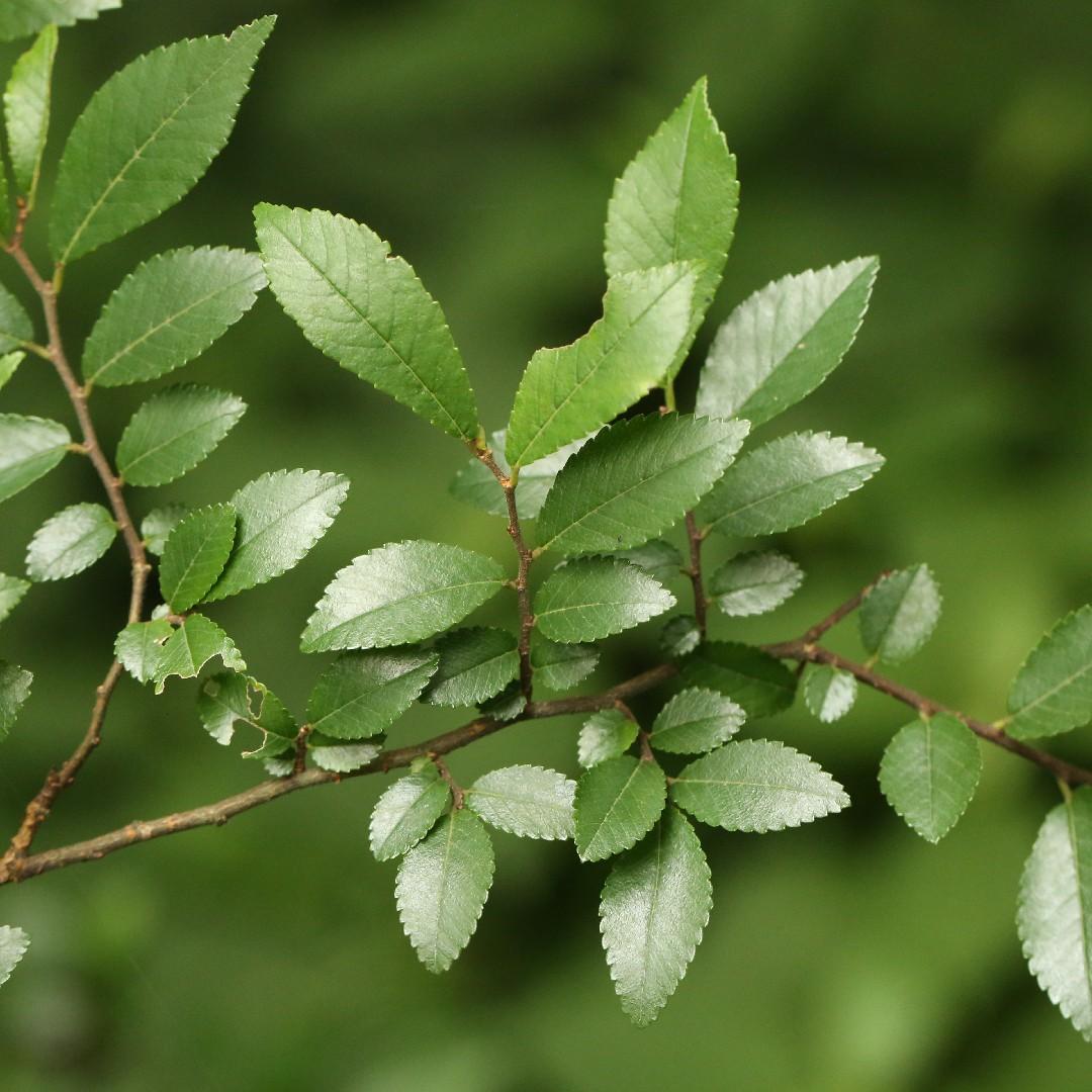 Ulmus parvifolia ‘Murray’s Form’ (Murray’s Chinese Elm)