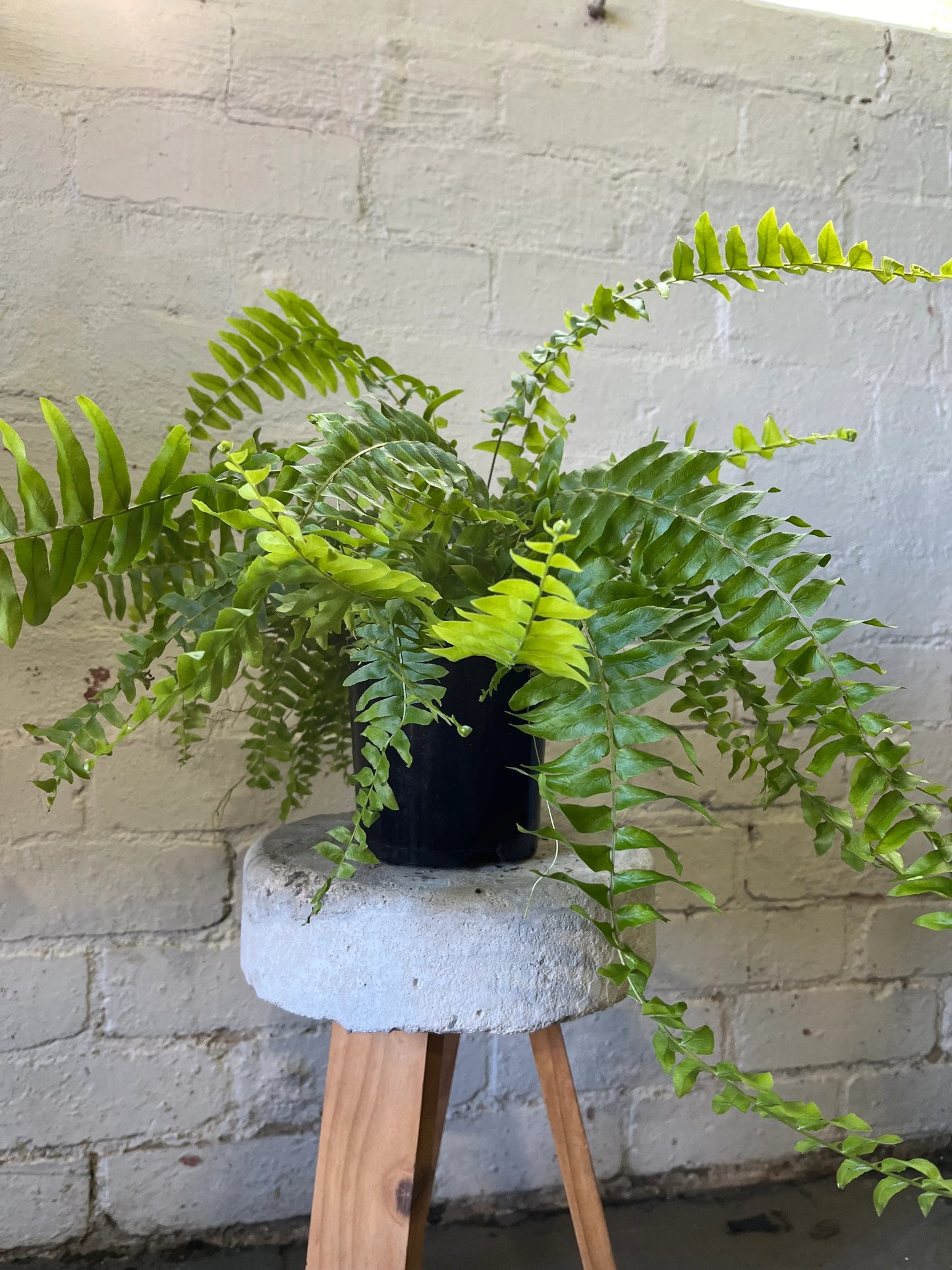 Nephrolepis Exaltata (Boston Fern) - Hanging Basket
