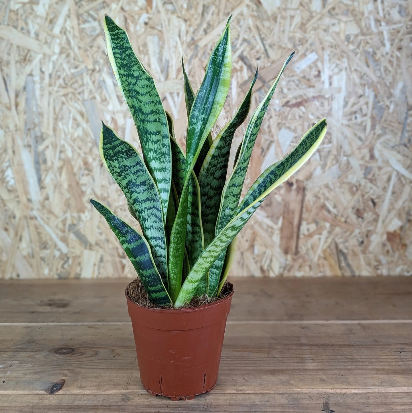 Sansevieria Trifasciata (Snake Plant, Mother-in-Law's Tongue)