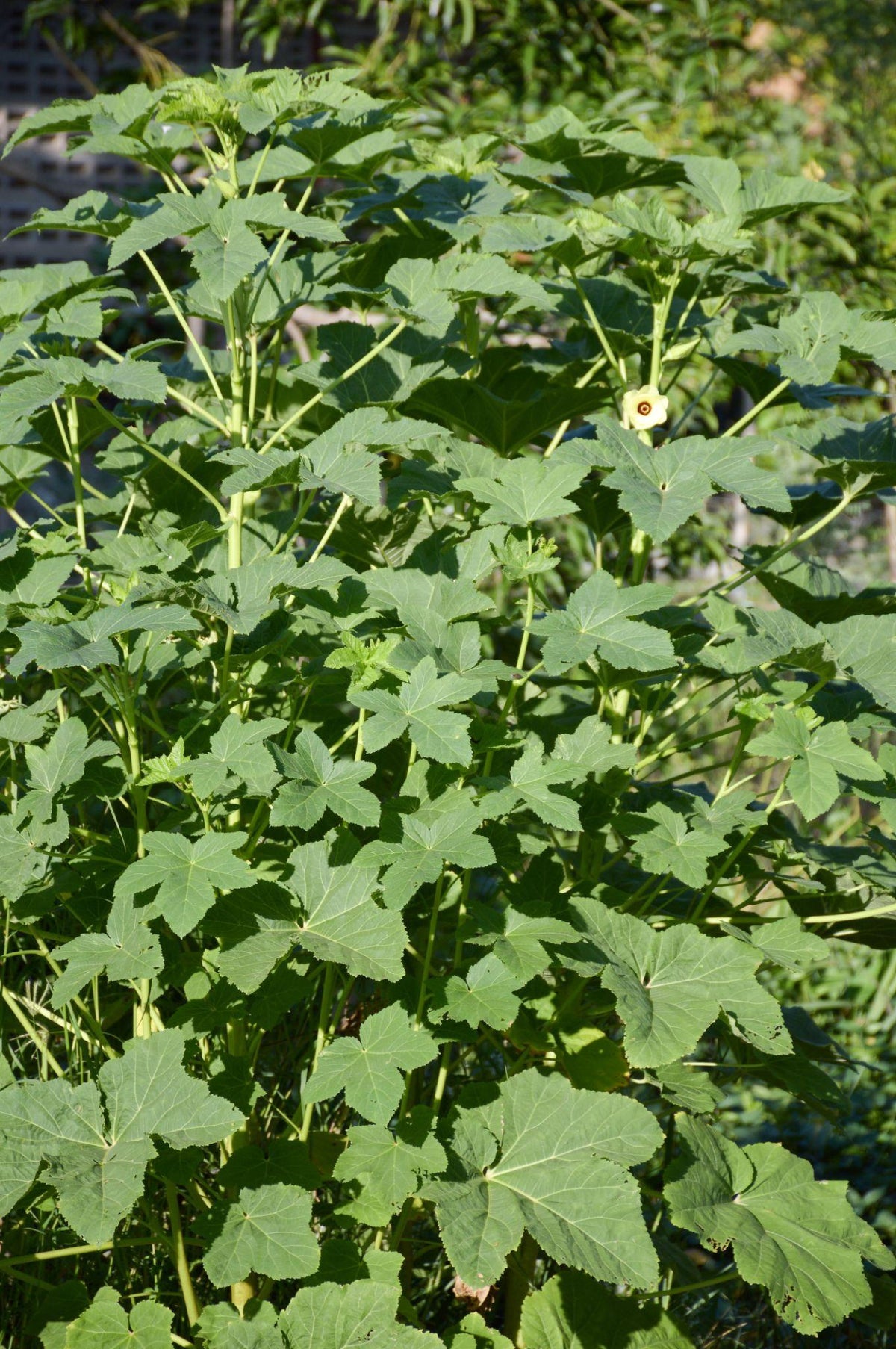 Abelmoschus Esculentus (Okra)