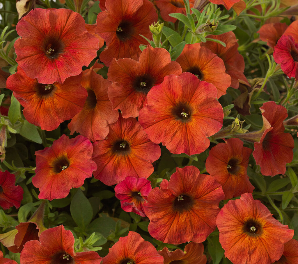 Petchoa ‘SuperCal Premium Cinnamon’