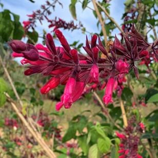 Salvia Involucrata 'Romantic Rose' (Romantic Rose Sage)