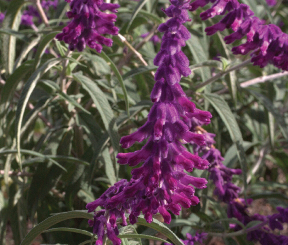Salvia leucantha (Harry's Red)