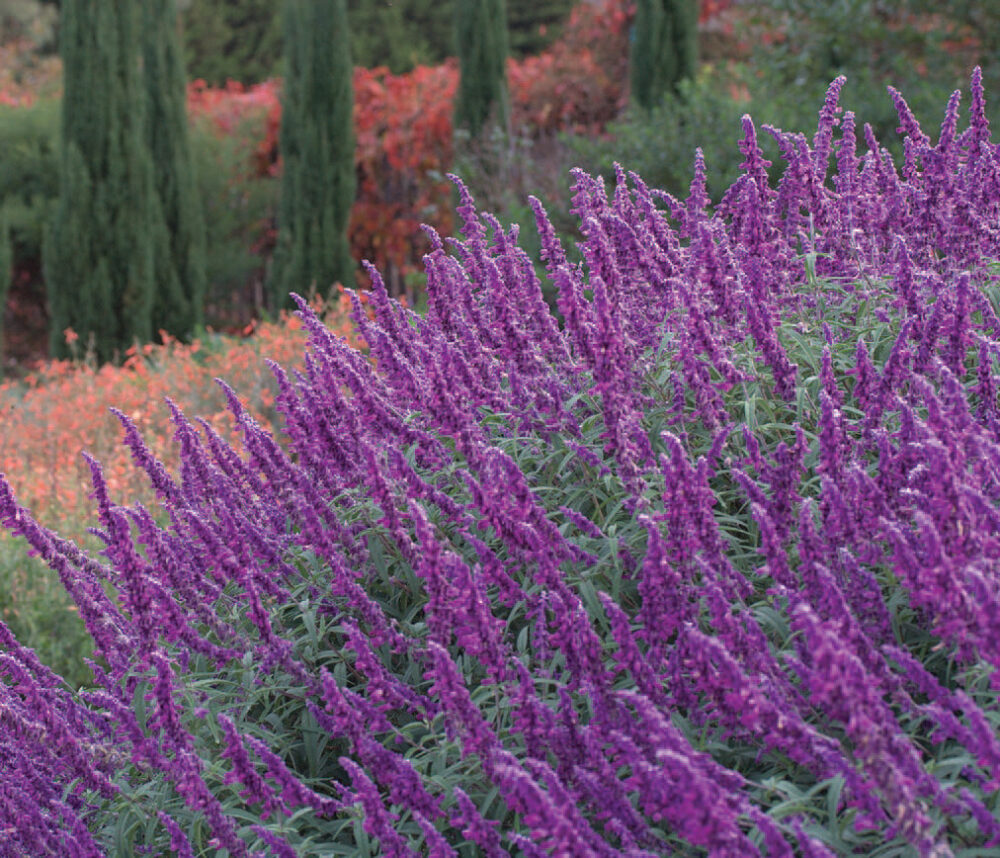 Salvia leucantha (Harry's Red)