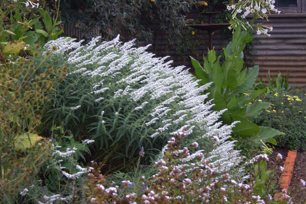 Salvia Leucantha (Velour White)