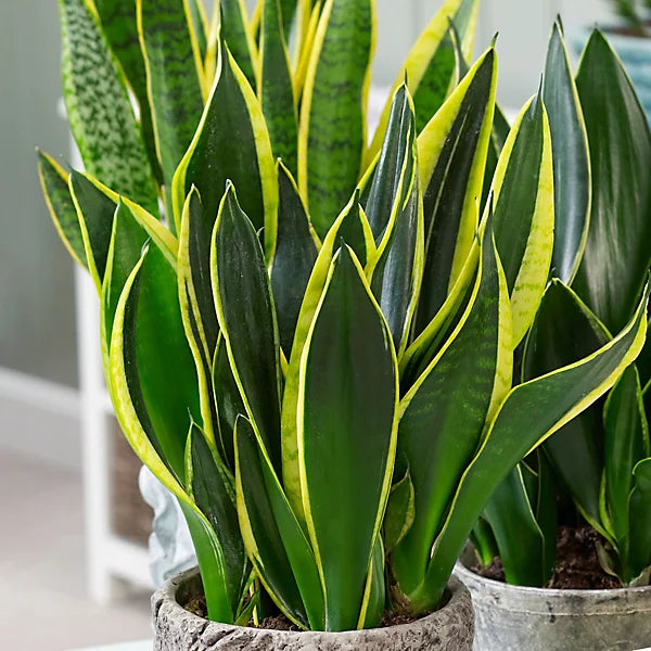 Sansevieria spp. (Assorted Snake Plant / Mother-in-Law’s Tongue)