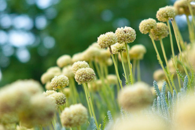 Santolina chamaecyparissus (Lavender Cotton)
