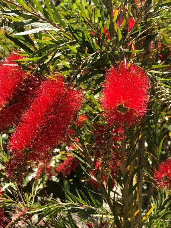 Callistemon Viminalis ‘Prolific’ (Prolific Bottlebrush)