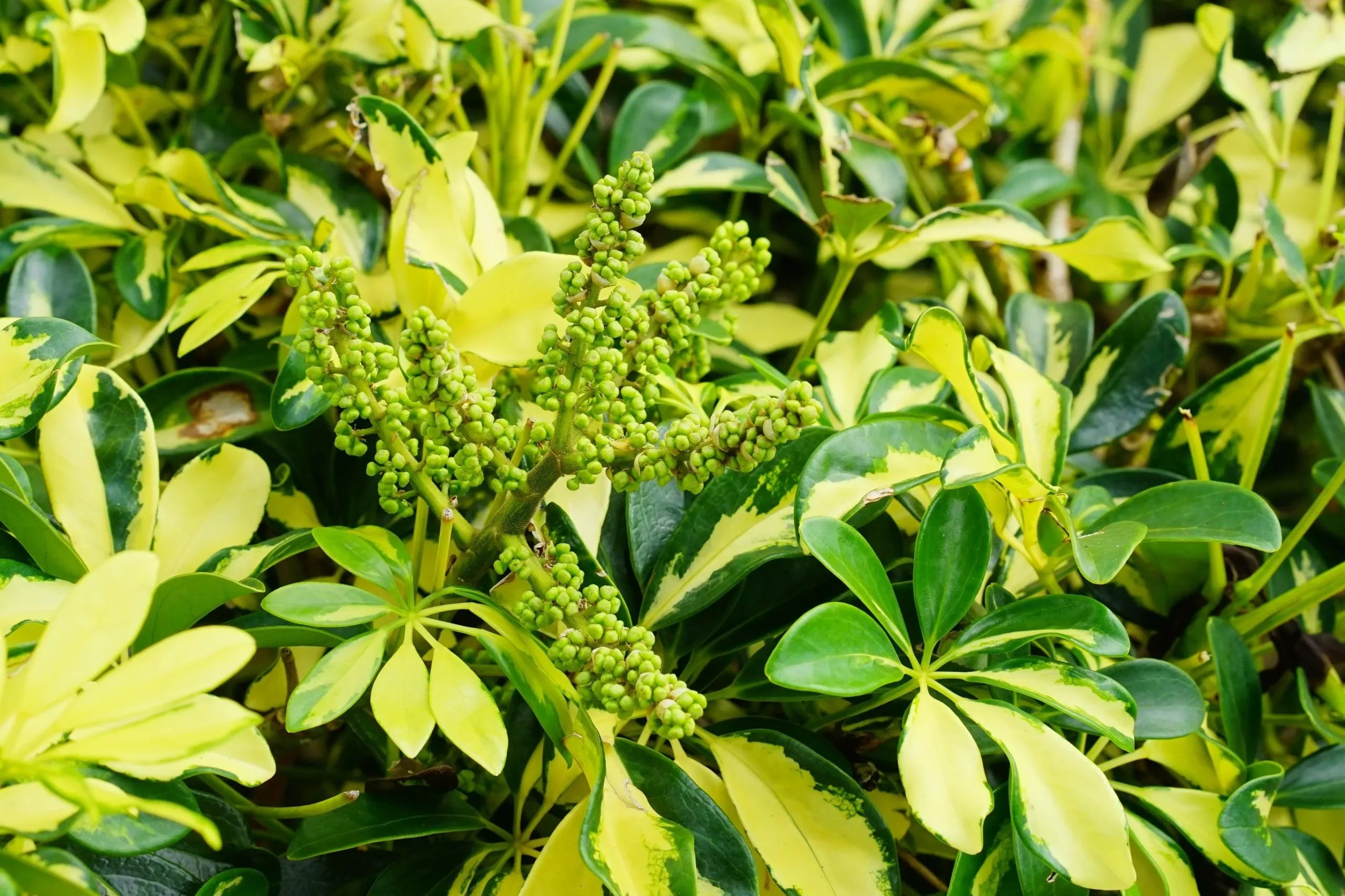 schefflera arboricola madame de smet Madame De Smet Schefflera – Variegated Tropical Foliage