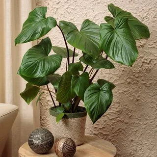 Homalomena Maggi