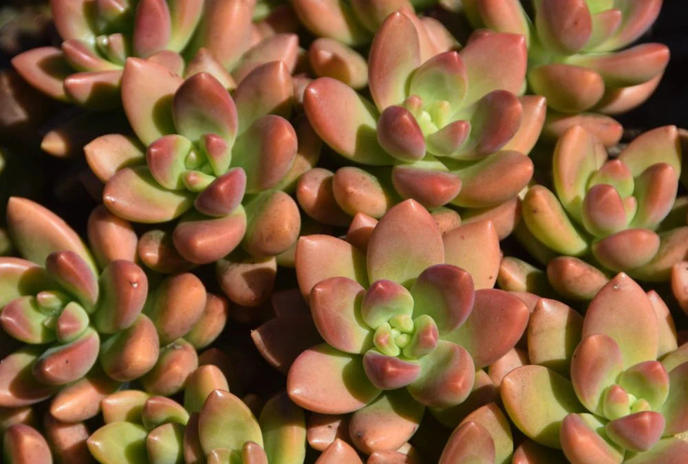 Sedum ‘Jester’