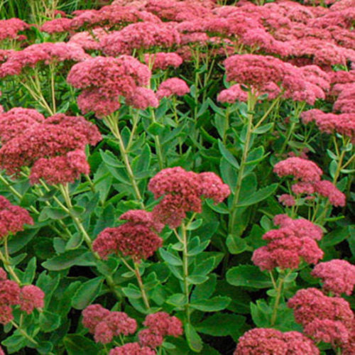 Sedum Autumn Joy
