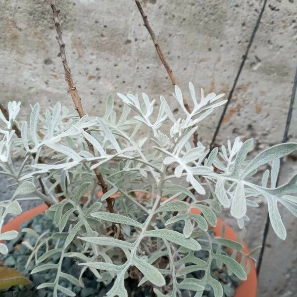 Senecio viravira