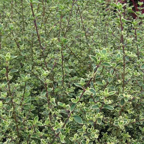 Serissa foetida ‘Snow Leaves Pink’ (Pink Snow Rose Variegated)