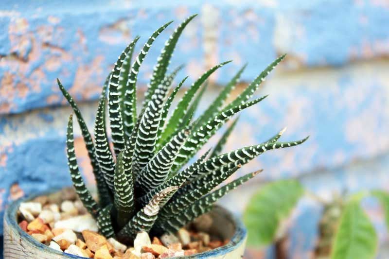 Haworthiopsis attenuata (Zebra Haworthia)