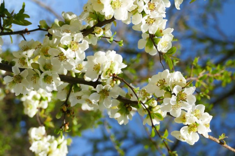 Chaenomeles speciosa ‘Nivalis’ (White Flowering Quince)