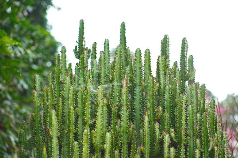 Euphorbia Trigona (African Milk Tree)