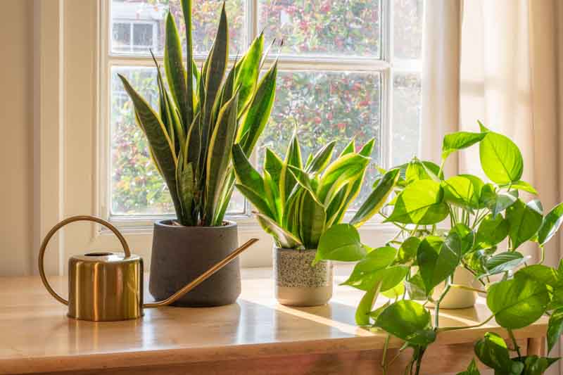 Epipremnum aureum – Pothos ‘Devil’s Ivy’ Totem Poles