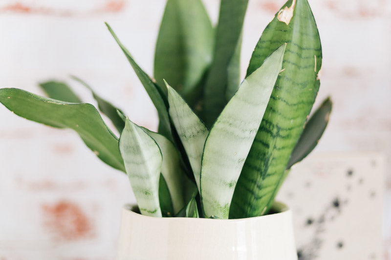 moonshine snake plant australia Moonshine Snake Plant – Silver Sansevieria Indoor Plant