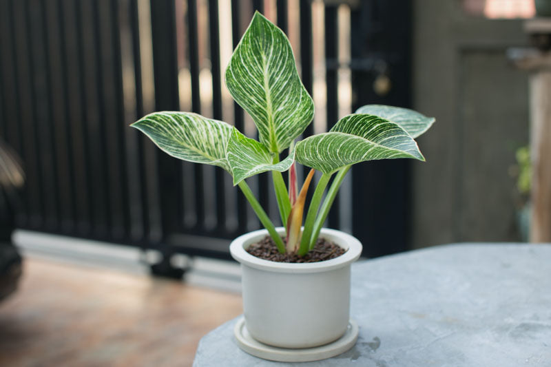 Philodendron ‘Birkin’ (White Wave Philodendron)
