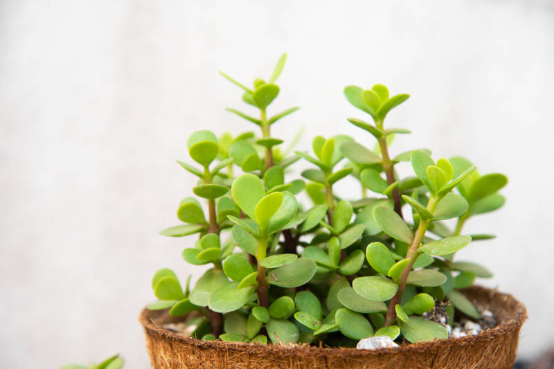 buy portulacaria afra australia Portulacaria Afra – Drought-Tolerant Elephant Bush Succulent