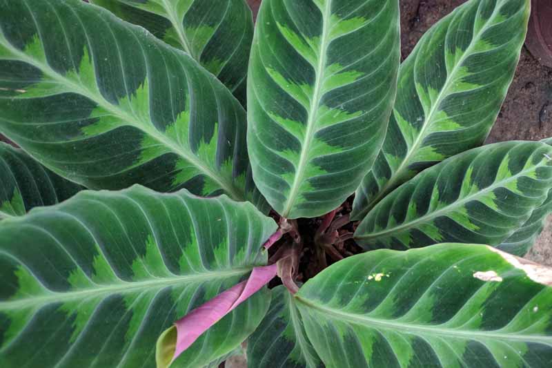 Calathea Warscewiczii (Velvet Calathea)