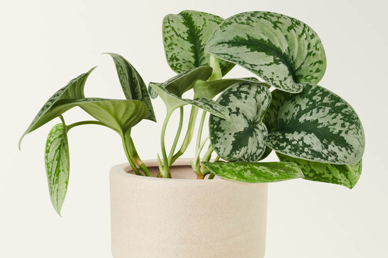 Scindapsus pictus (Pothos / Satin Pothos)