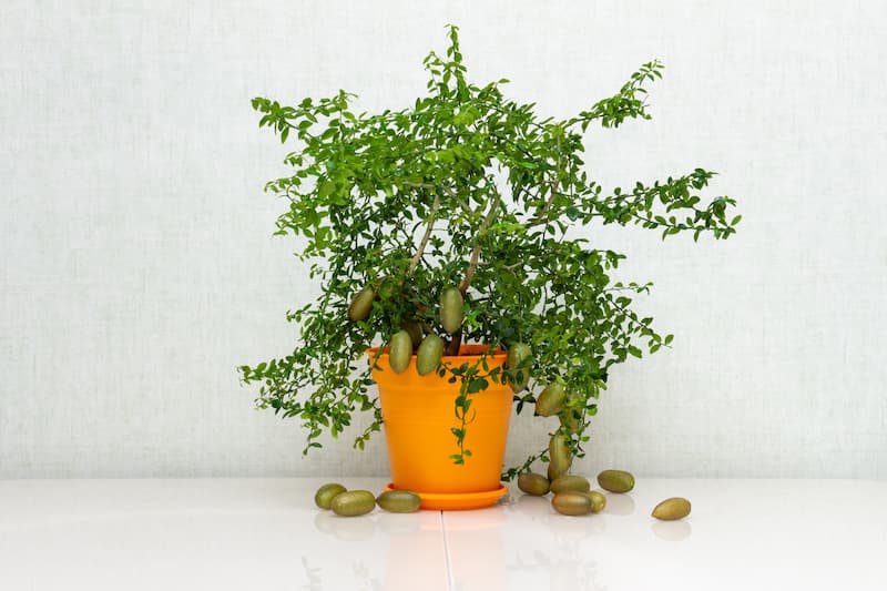 Citrus australasica ‘Australian Outback’ Australian Desert Dwarf (Finger Lime)