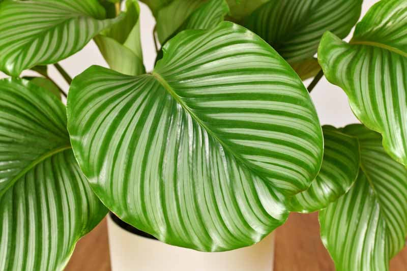 Calathea orbifolia (Round-leaved Calathea)