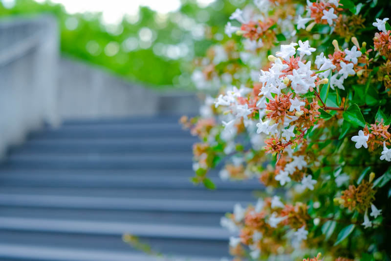 Abelia grandiflora (Glossy Abelia)