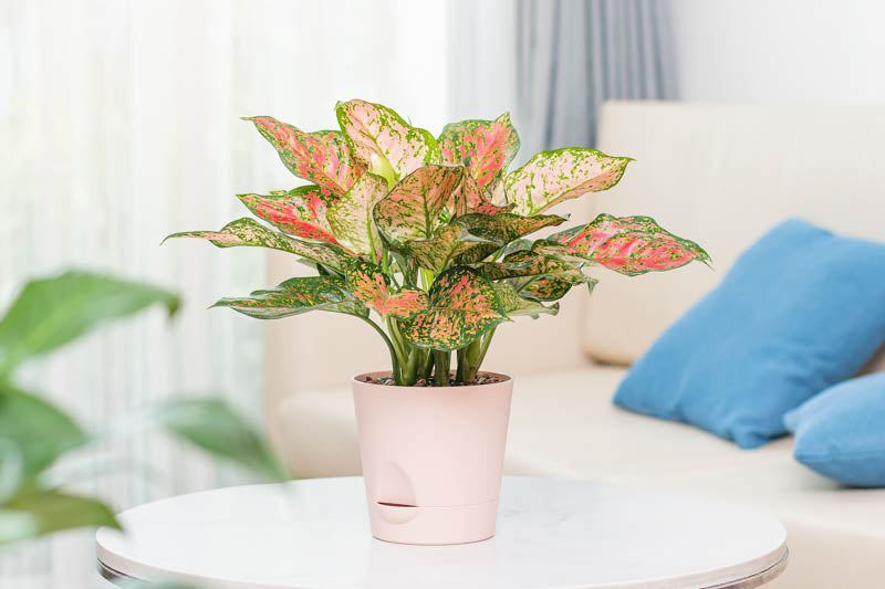 Aglaonema ‘Lady Valentine’ (Chinese Evergreen)