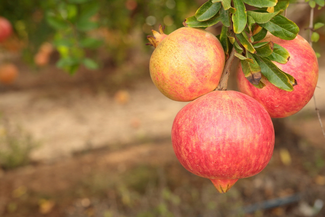 Punica Granatum (Pomegranate Elche)