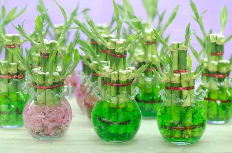 lucky bamboo warehouse Lucky Bamboo – Elegant Dracaena for Home & Office