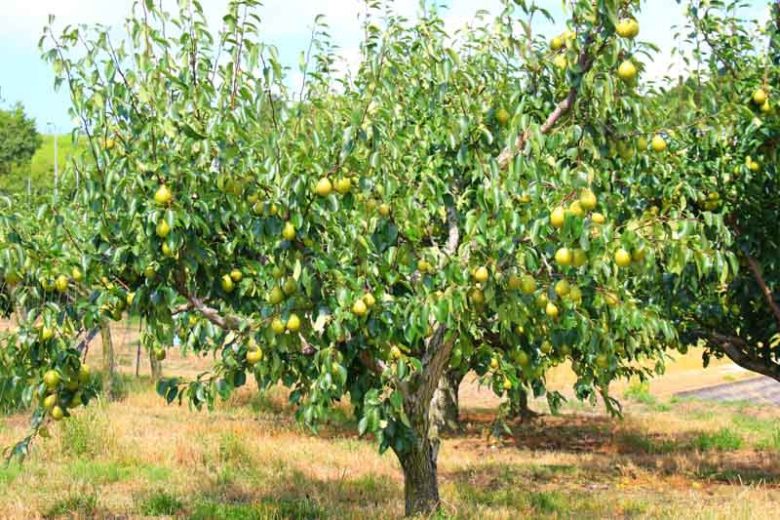 Pyrus Communis (Pear Beurre Bosc)