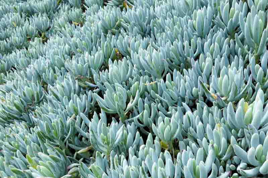 Senecio Serpens Dwarf (Blue Chalk Stick Dwarf)