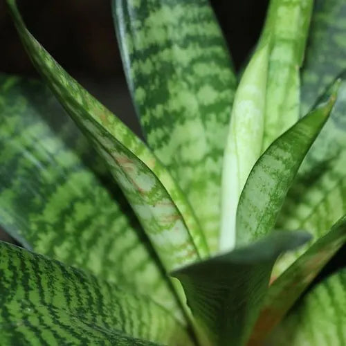 Sansevieria trifasciata ‘Silver Princess’ (Mother-in-Law’s Tongue)